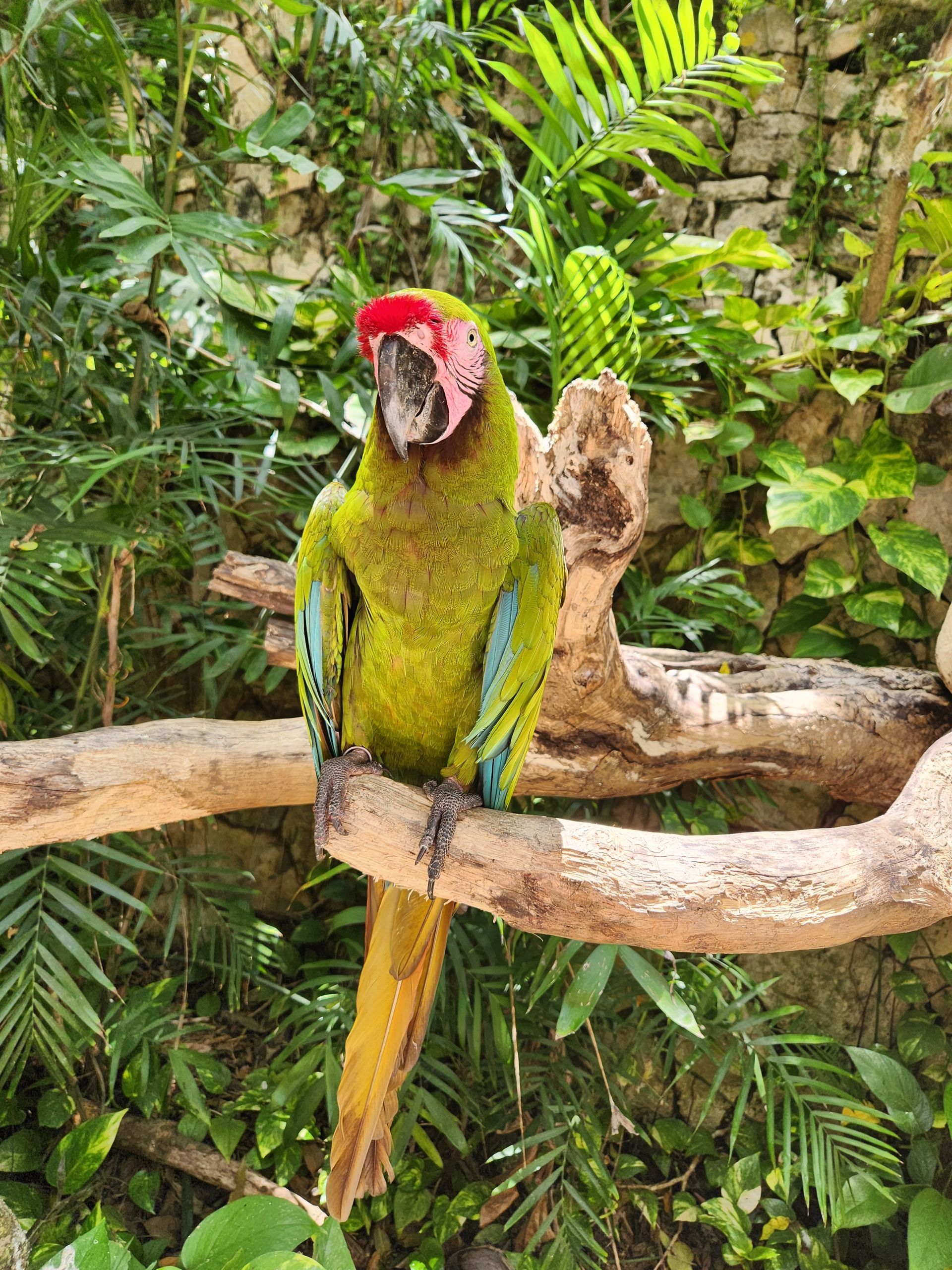 A Great Green Macaw with red forehead feathers and blue wing accents perched on a branch in a leafy, tropical setting.