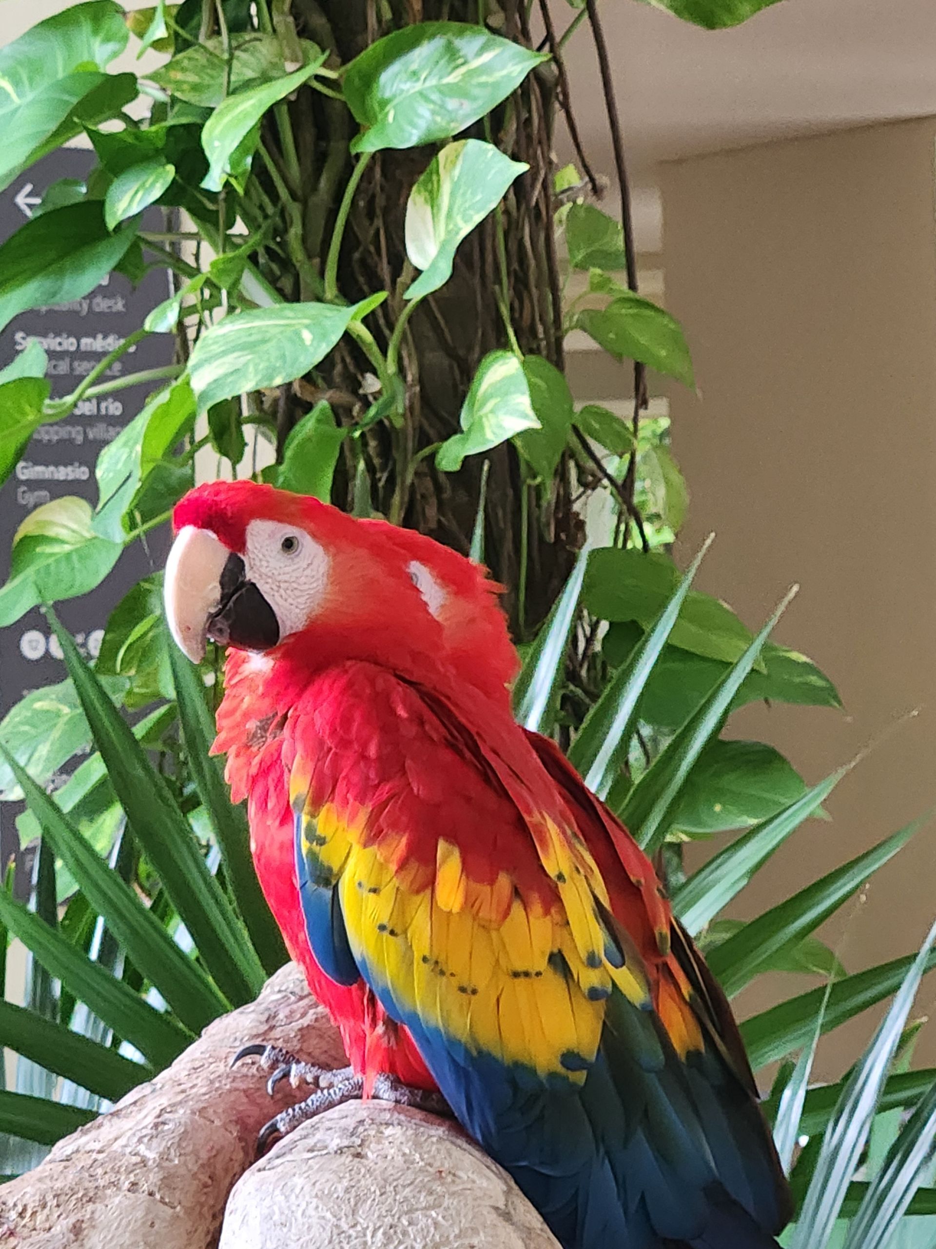 A vibrant scarlet macaw with red, yellow, and blue feathers perched on a textured surface in front of lush green plants.