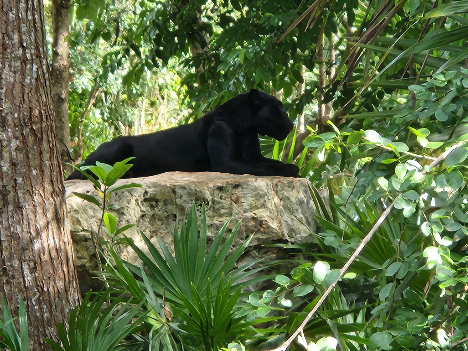A sleek black jaguar lying on a large rock in a lush, green jungle setting.