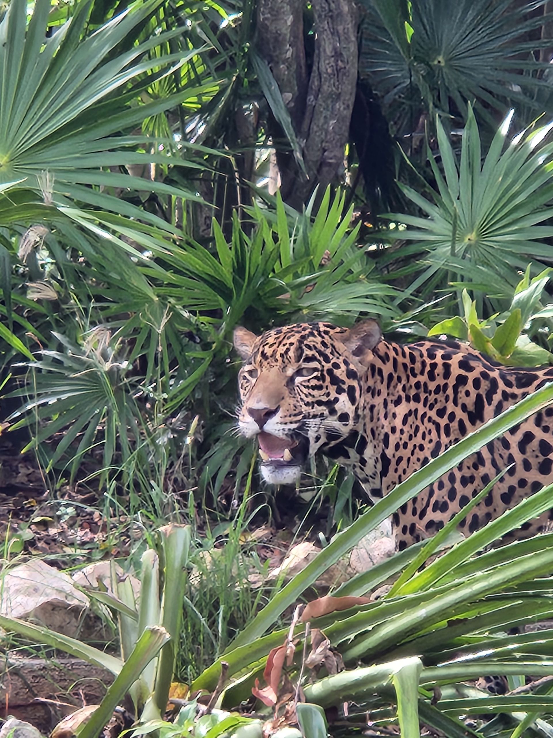 A jaguar stands in a lush, green jungle environment with its mouth slightly open.