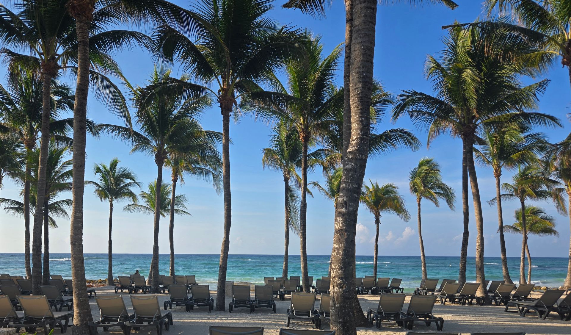 A row of palm trees lining a sunny, sandy beach with rows of empty lounge chairs facing the turquoise ocean.