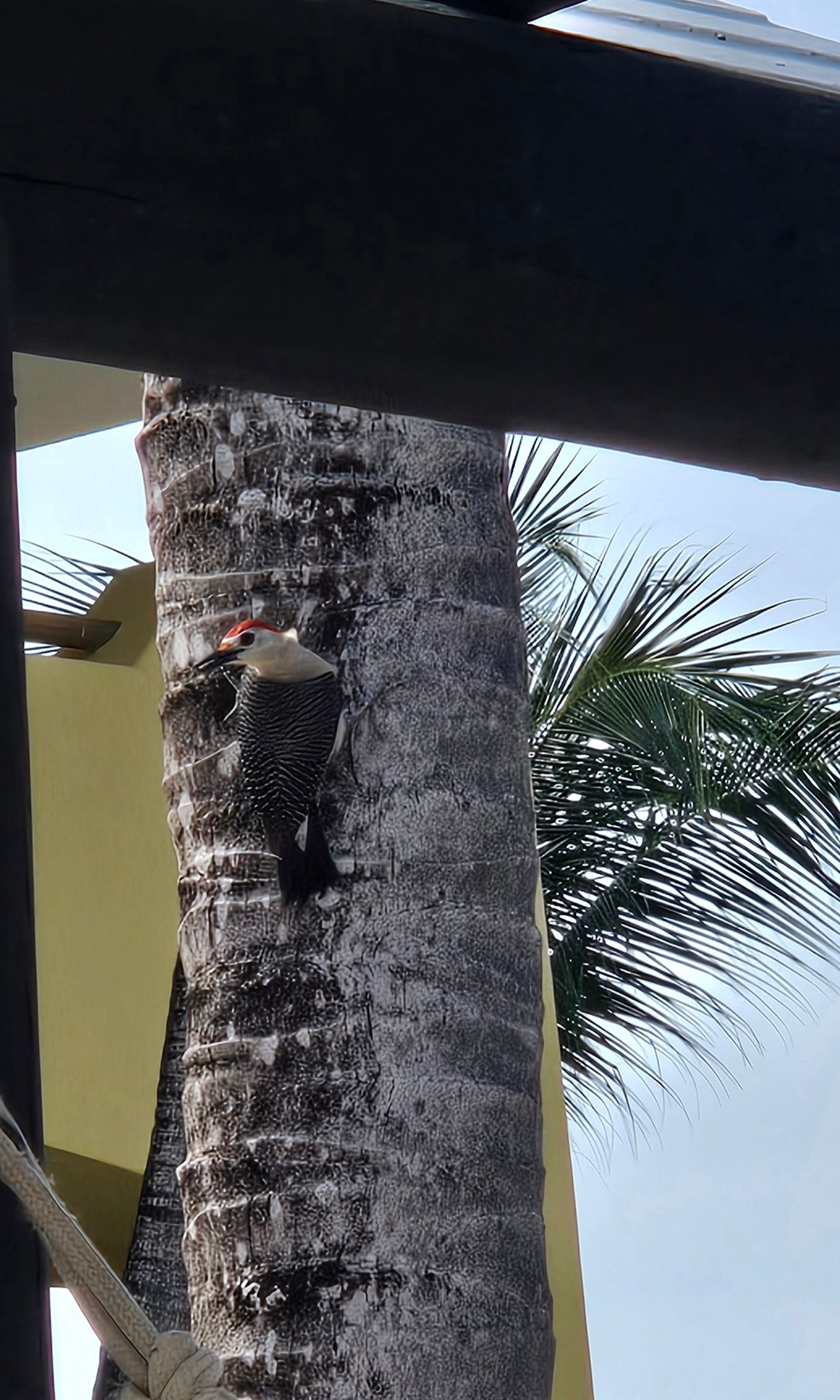 A red-crested woodpecker clinging to the bark of a tall palm tree outdoors.