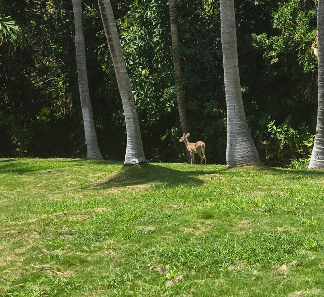 A small deer stands on a grassy lawn in front of a row of tall palm trees and dense green foliage.
