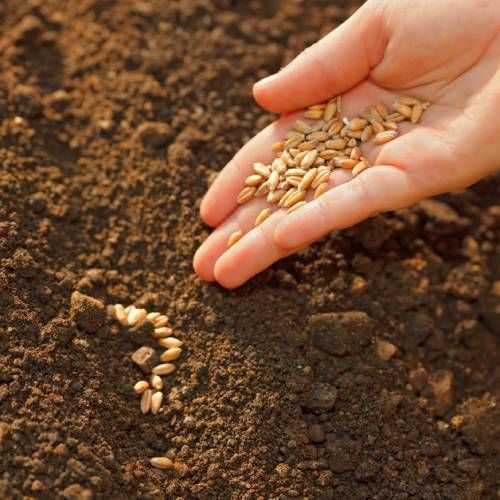 A person is holding seeds in their hand over a pile of dirt