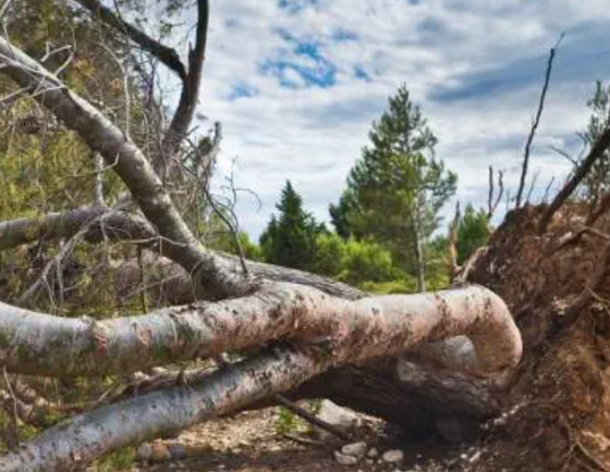 A pile of fallen trees in the middle of a forest.