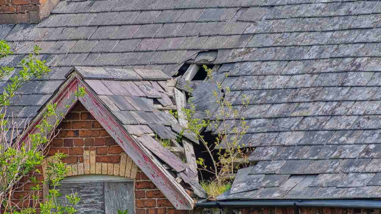 A roof with a hole in it and a tree growing out of it.