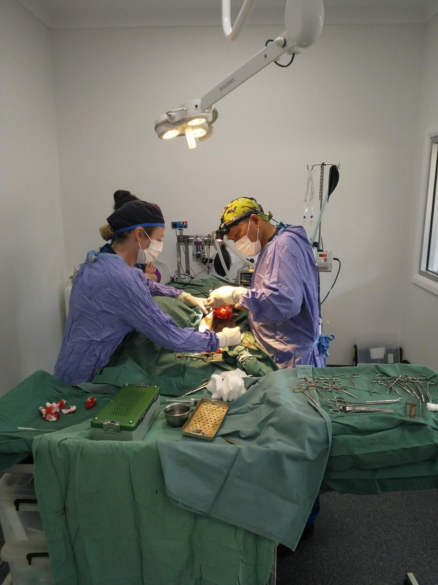 Two surgeons are operating on a dog in an operating room. — Kanwal Veterinary Hospital In Kanwal, NSW