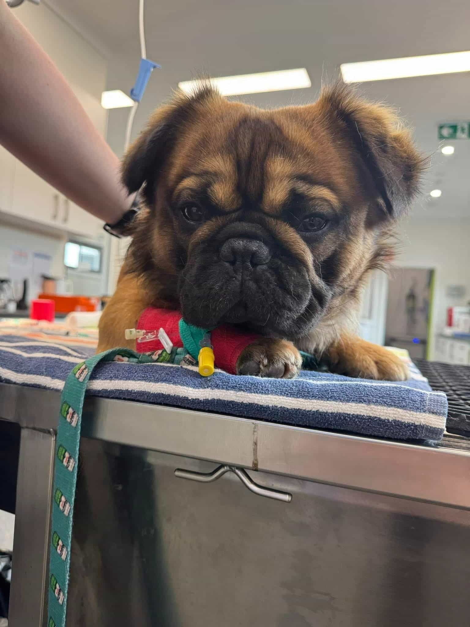A Small Brown Dog is Laying on a Table in a Veterinary Clinic — Kanwal Veterinary Hospital In Kanwal, NSW