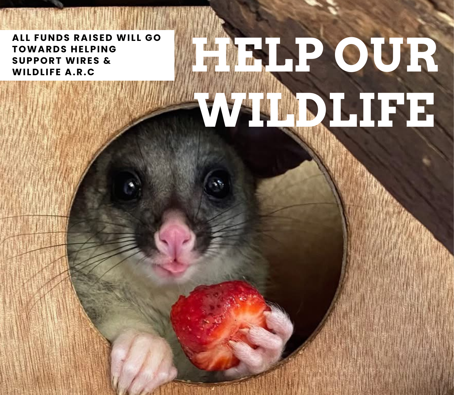 Possum in wooden shelter holding strawberry, fundraising to support wildlife rescue.