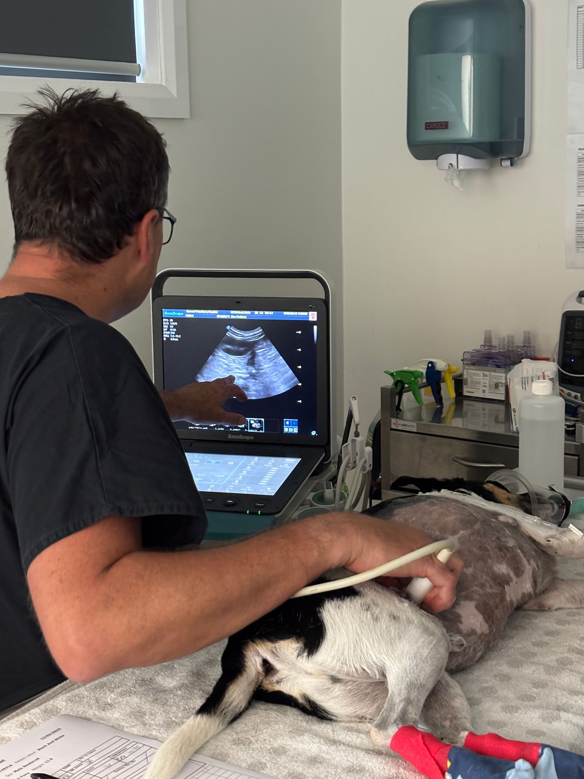 Man In Front Of Screen With Dog on Table Having Ultrasound Procedure— Kanwal Veterinary Hospital In Kanwal, NSW