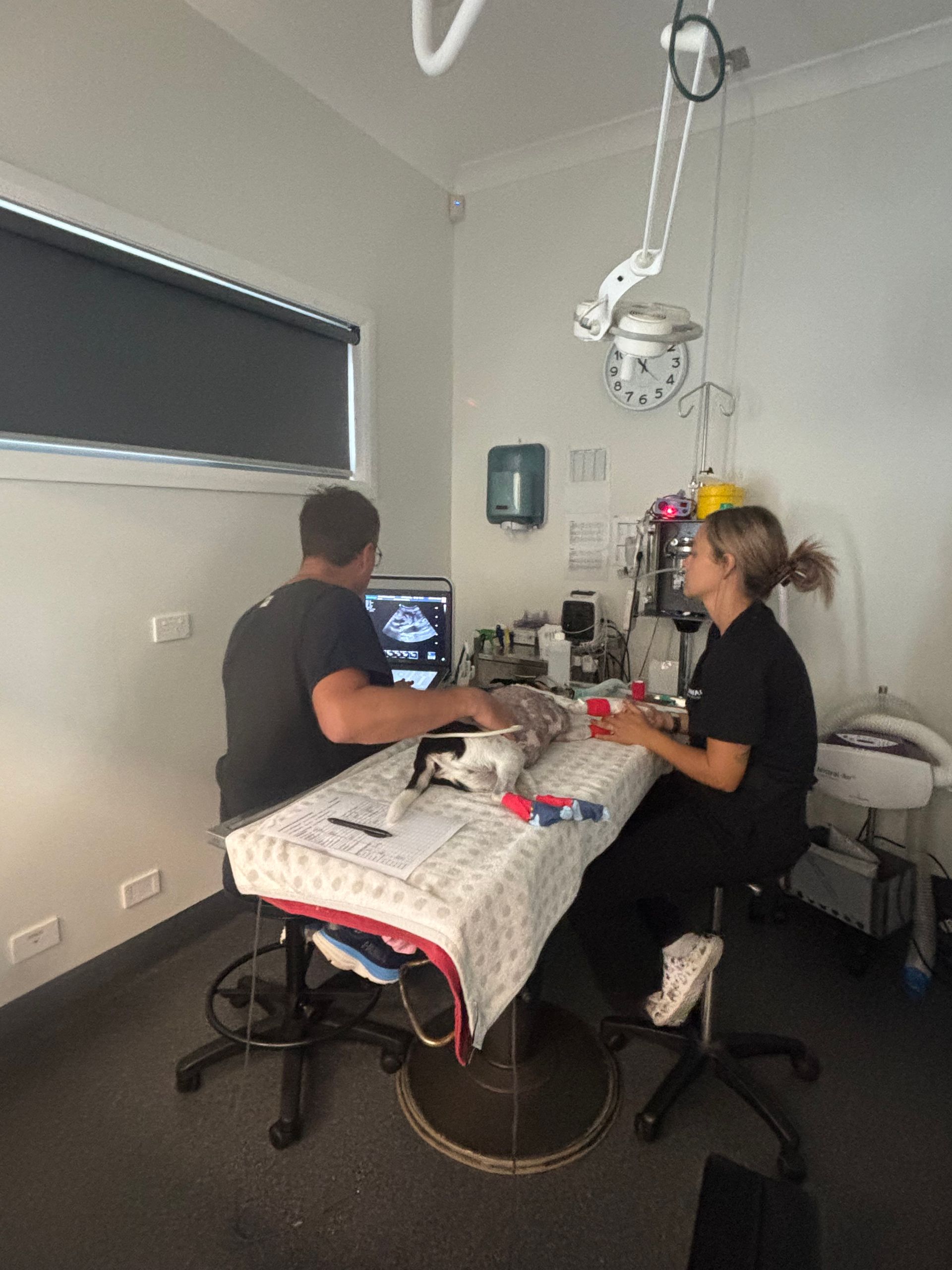 A man and a woman are sitting at a table in an operating room. — Kanwal Veterinary Hospital In Kanwal, NSW