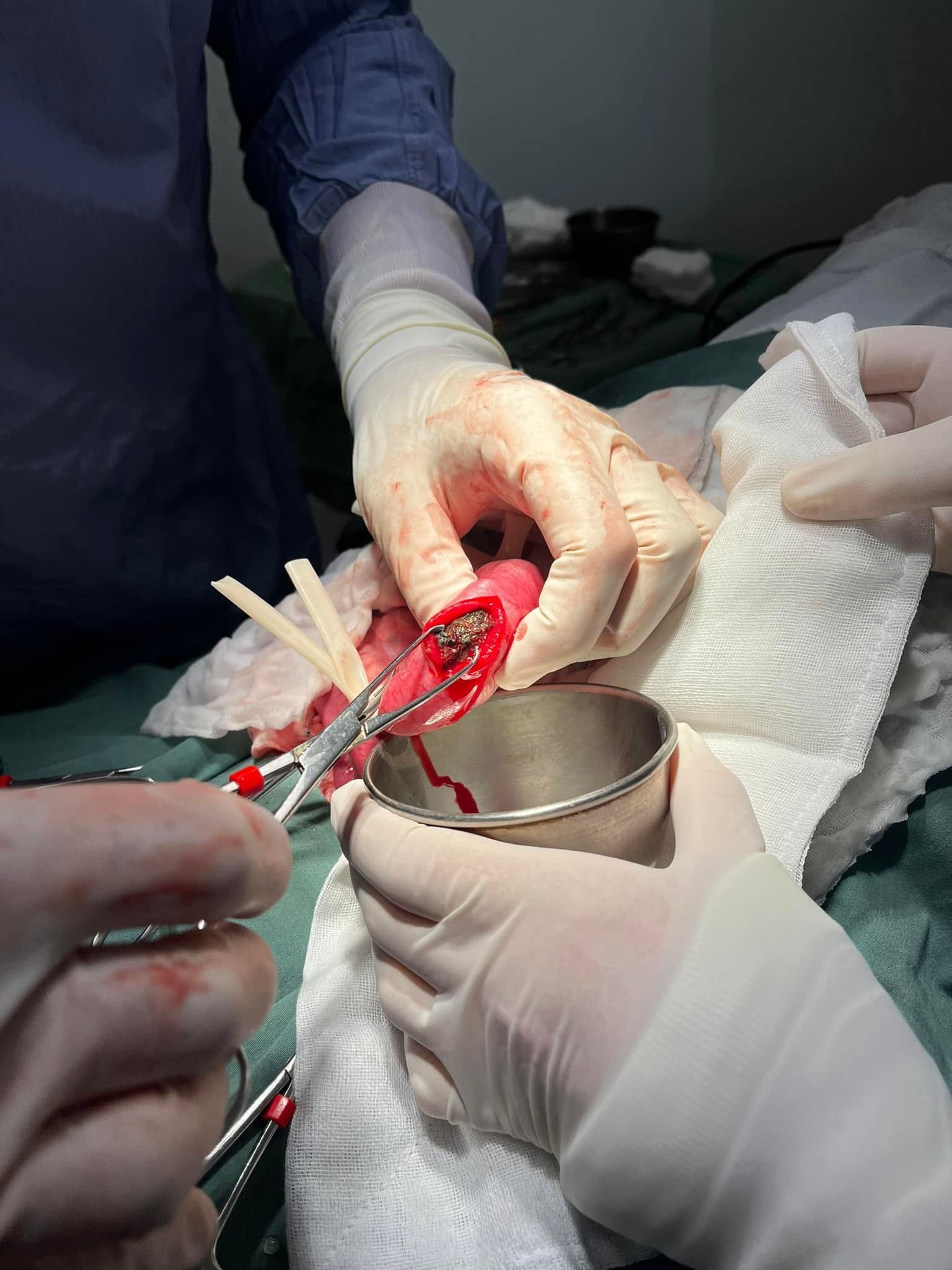 Picture of a Veterinary Surgeon Performing Surgery — Kanwal Veterinary Hospital In Kanwal, NSW