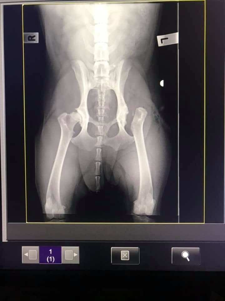 An x-ray of a dog 's pelvis and legs on a computer screen. — Kanwal Veterinary Hospital In Kanwal, NSW