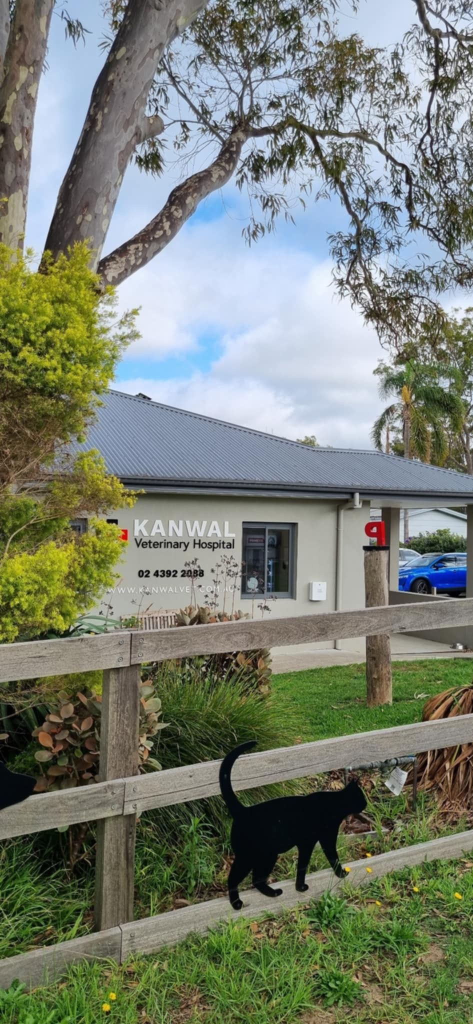 A black cat is walking across a wooden fence in front of a building. — Kanwal Veterinary Hospital In Kanwal, NSW