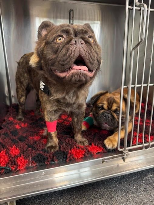 A Dog is Standing in a Cage Next to Another Dog — Kanwal Veterinary Hospital In Kanwal, NSW