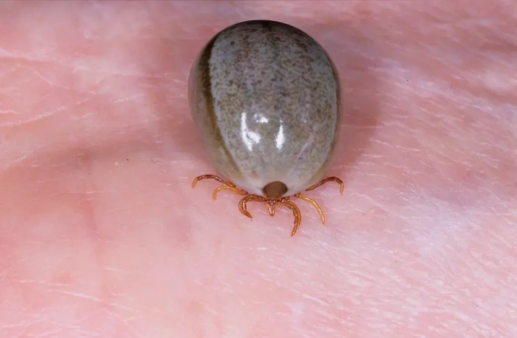 A Woman is Holding a French Bulldog on a Bed — Kanwal Veterinary Hospital In Kanwal, NSW