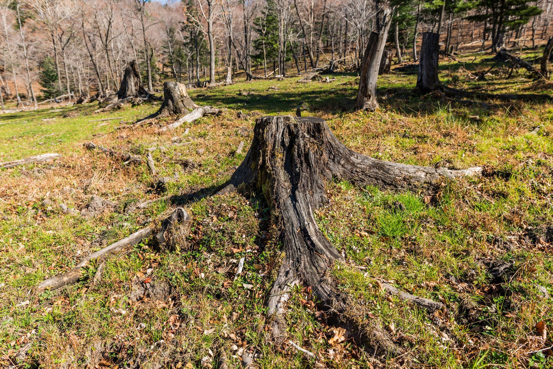 Tree stump in grassy field, surrounded by other stumps and trees in the background. Tree stump in grassy field, surrounded by other stumps and trees in the background.