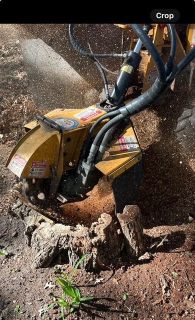 Tree stump in grassy field, surrounded by other stumps and trees in the background.