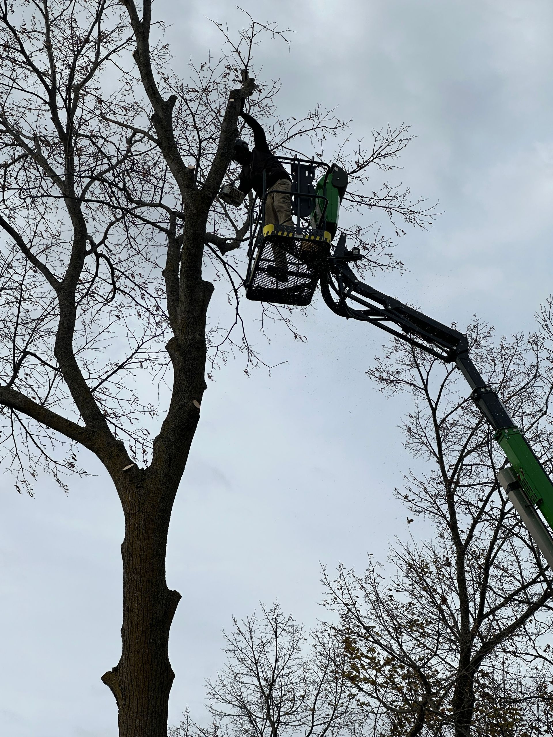 Man pruning a tree from a lift basket against an overcast sky. Man pruning a tree from a lift basket against an overcast sky.