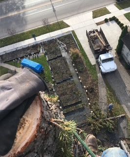 Man wearing safety gear cutting a tree trunk with a chainsaw in a garden. Man wearing safety gear cutting a tree trunk with a chainsaw in a garden.