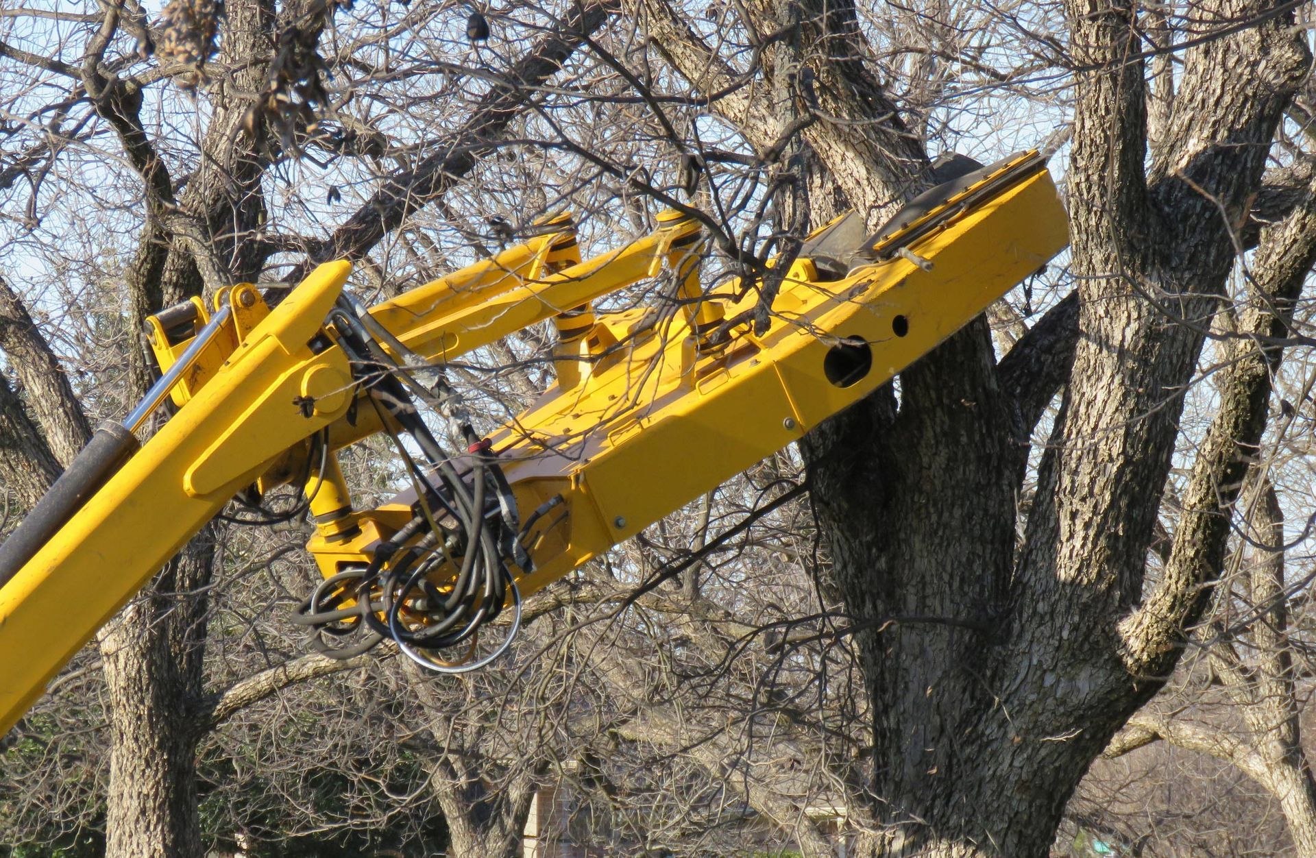 Yellow tree trimming equipment cutting branches from a tree.