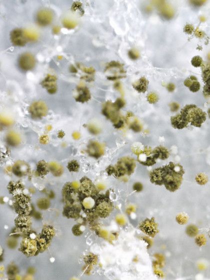 A close up of green mold growing on a white surface .