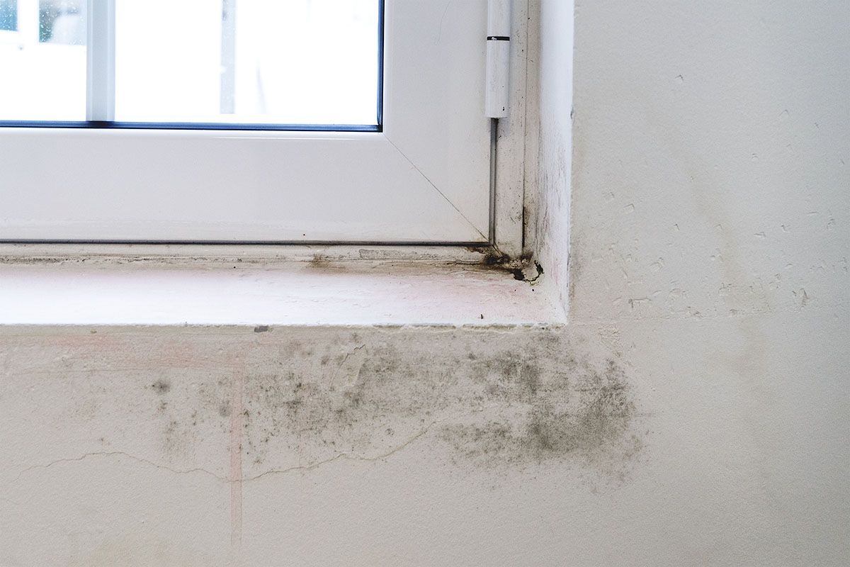 A window with a white frame and black mold on it