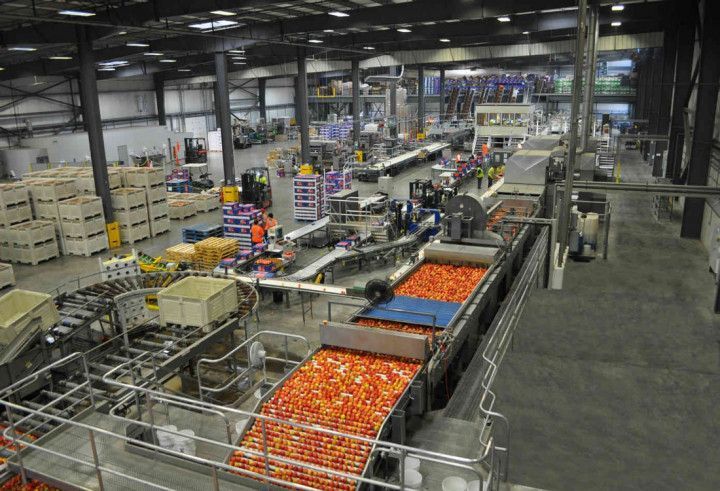A large warehouse filled with lots of apples being processed