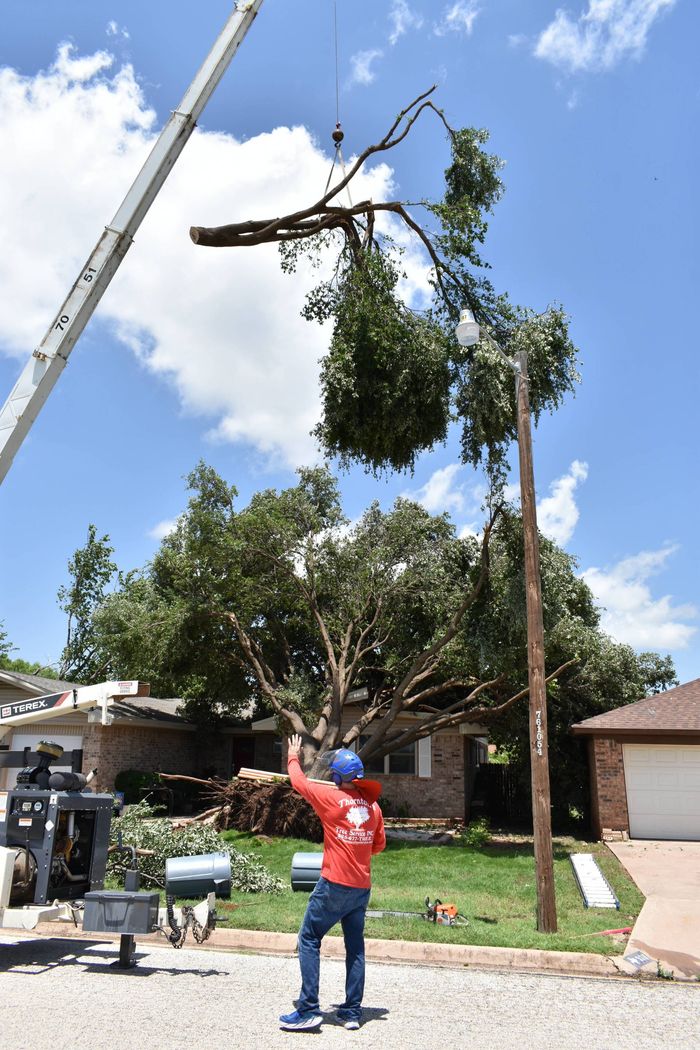 Thornton's Tree Service Tree Care Service Abilene, TX Tree Planting