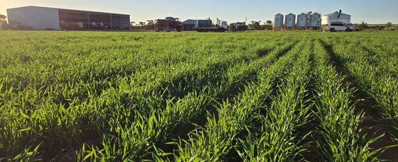 A field of green crops stretches towards a factory and silos under a clear sky.