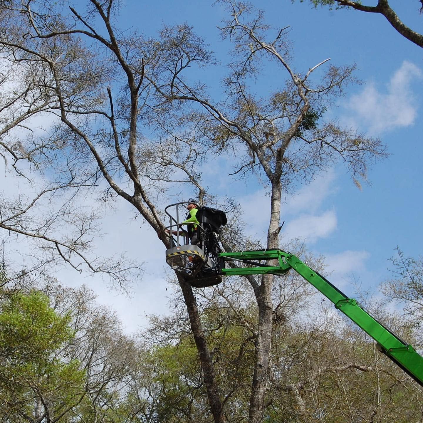 Worker in a green lift trimming tall trees against a blue sky