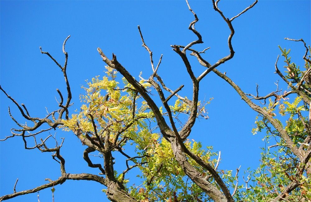 Bare tree branches with clusters of yellow-green leaves against a bright blue sky