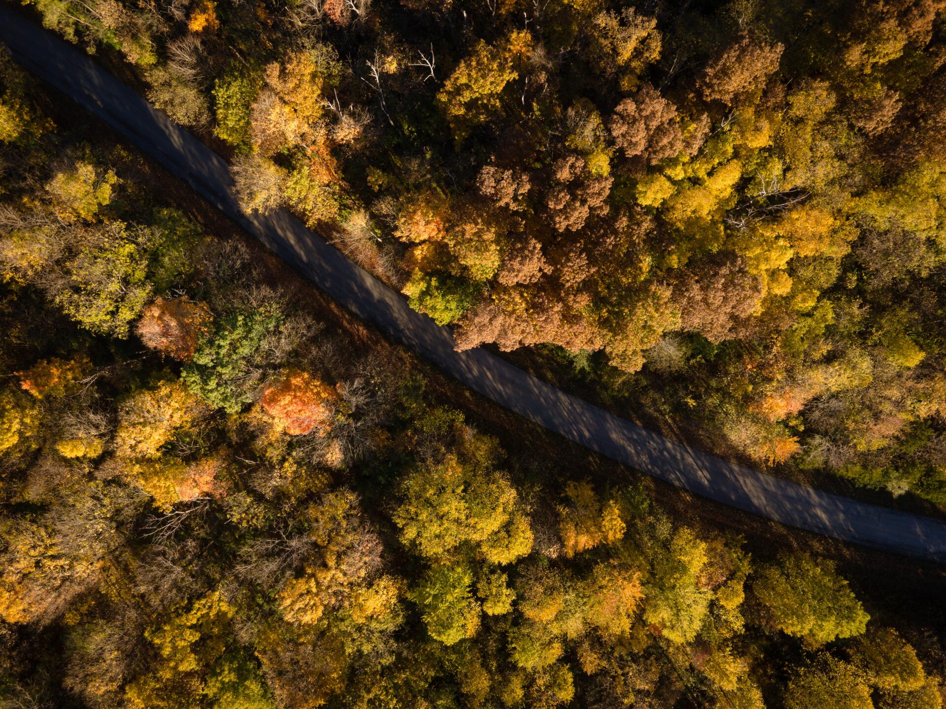 An aerial view of a road going through a forest.