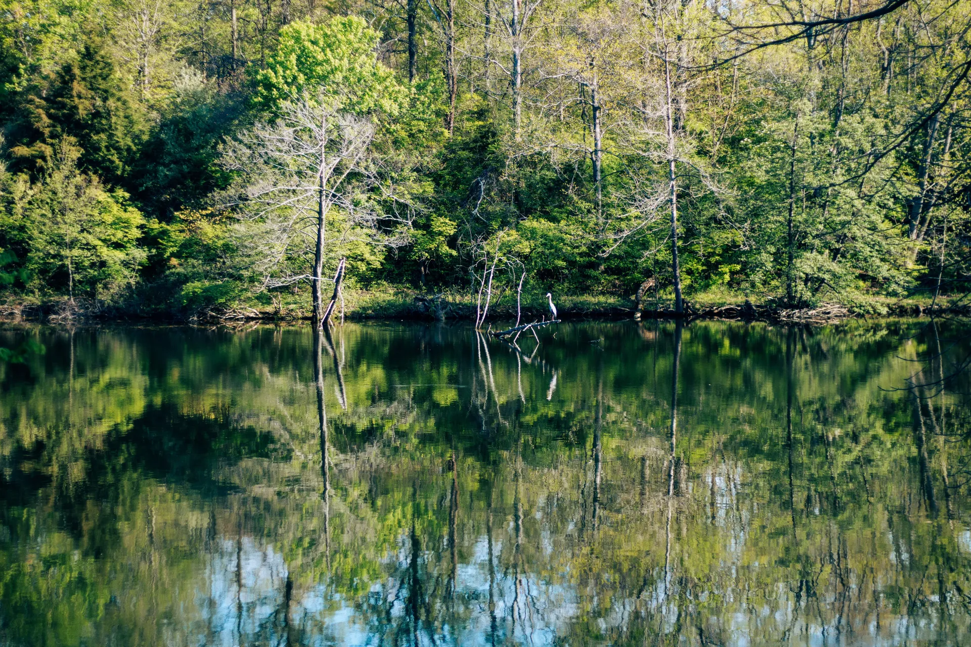 A lake surrounded by trees with a reflection of trees in the water.