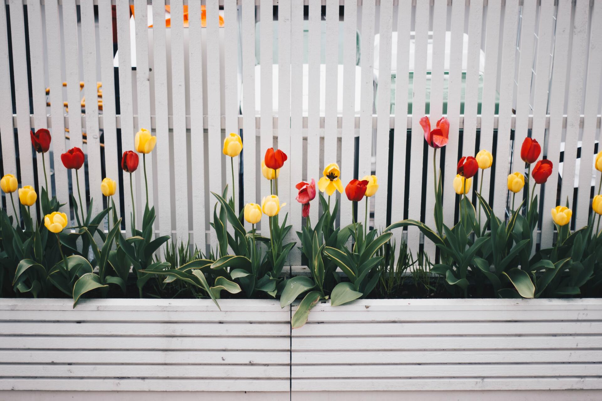 white wooden fence with yellow and red tulips