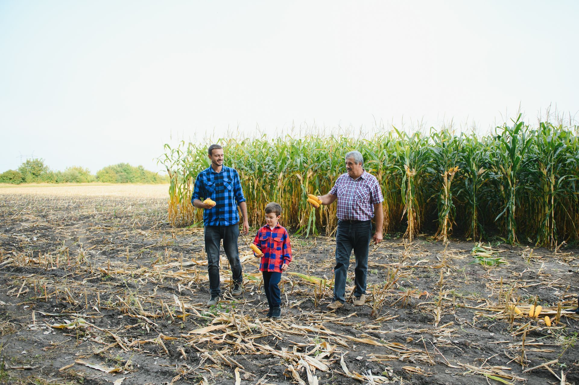 Three men and a boy are standing in a corn field.