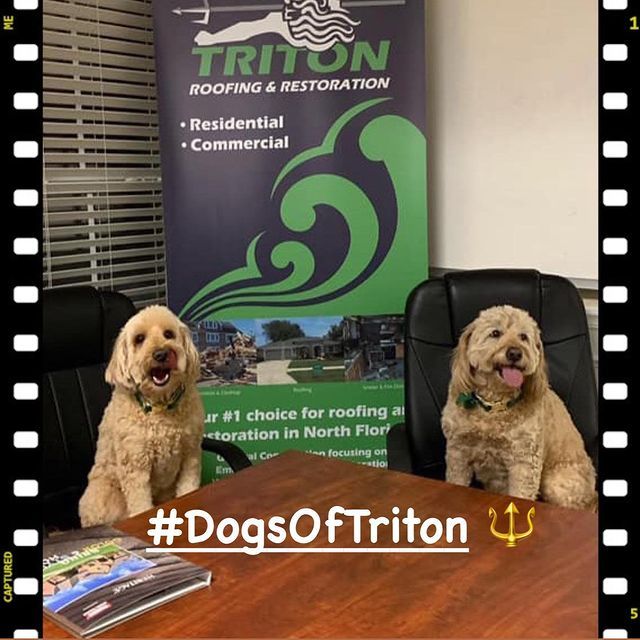 Two Happy Dogs — Jacksonville, FL — Triton Roofing and Restoration
