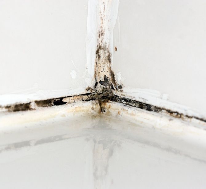 Mold Removal Jacksonville, FL Triton Roofing and Restoration