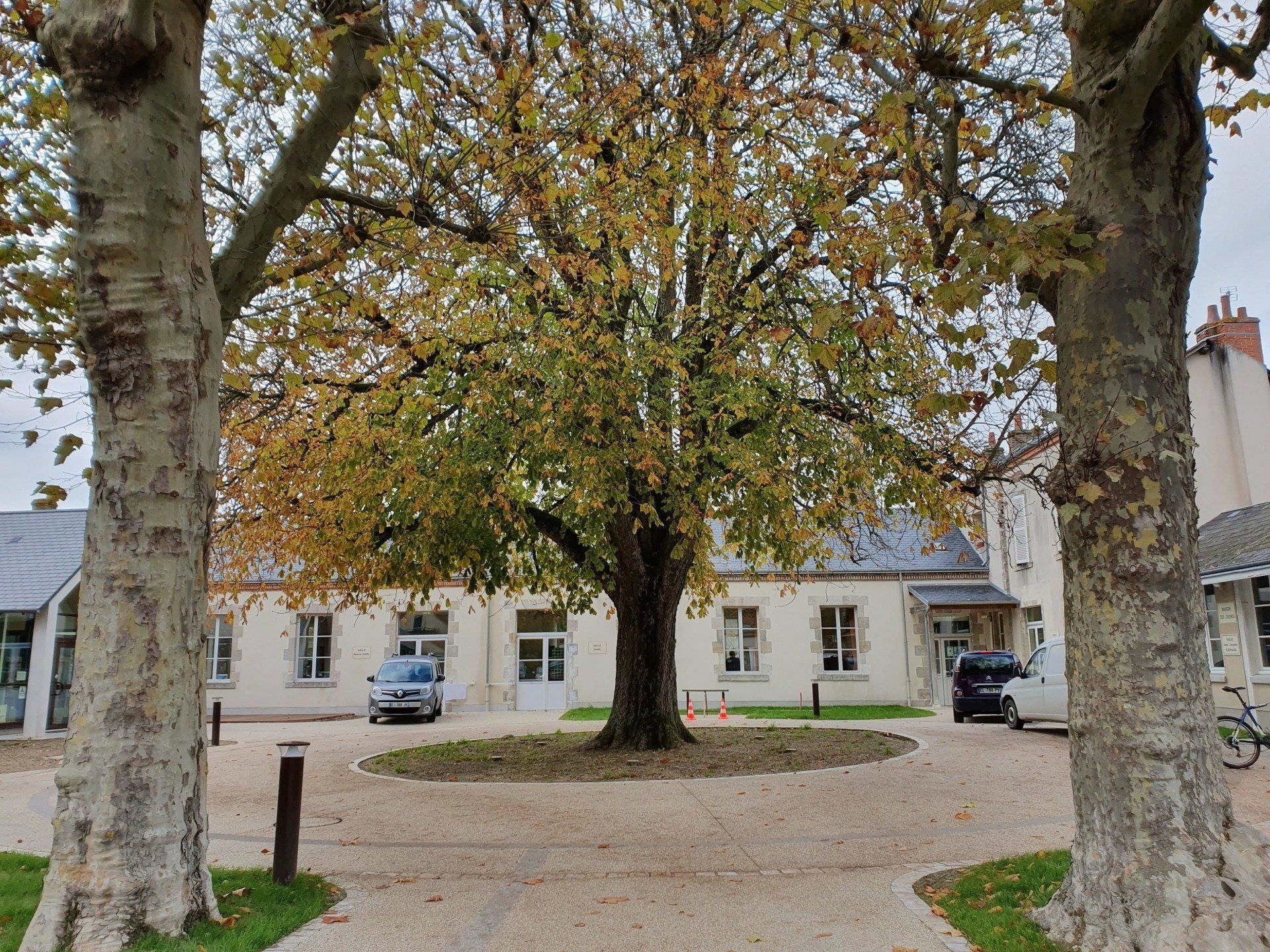 Un grand arbre se trouve au milieu d'un parking devant un immeuble.