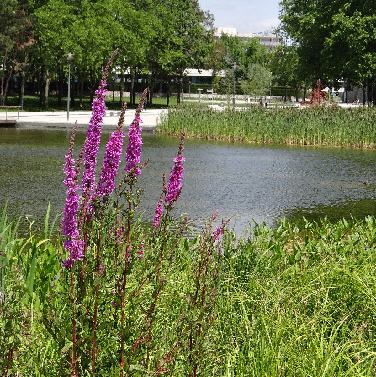 Fleurs violettes devant un lac avec des arbres en arrière-plan