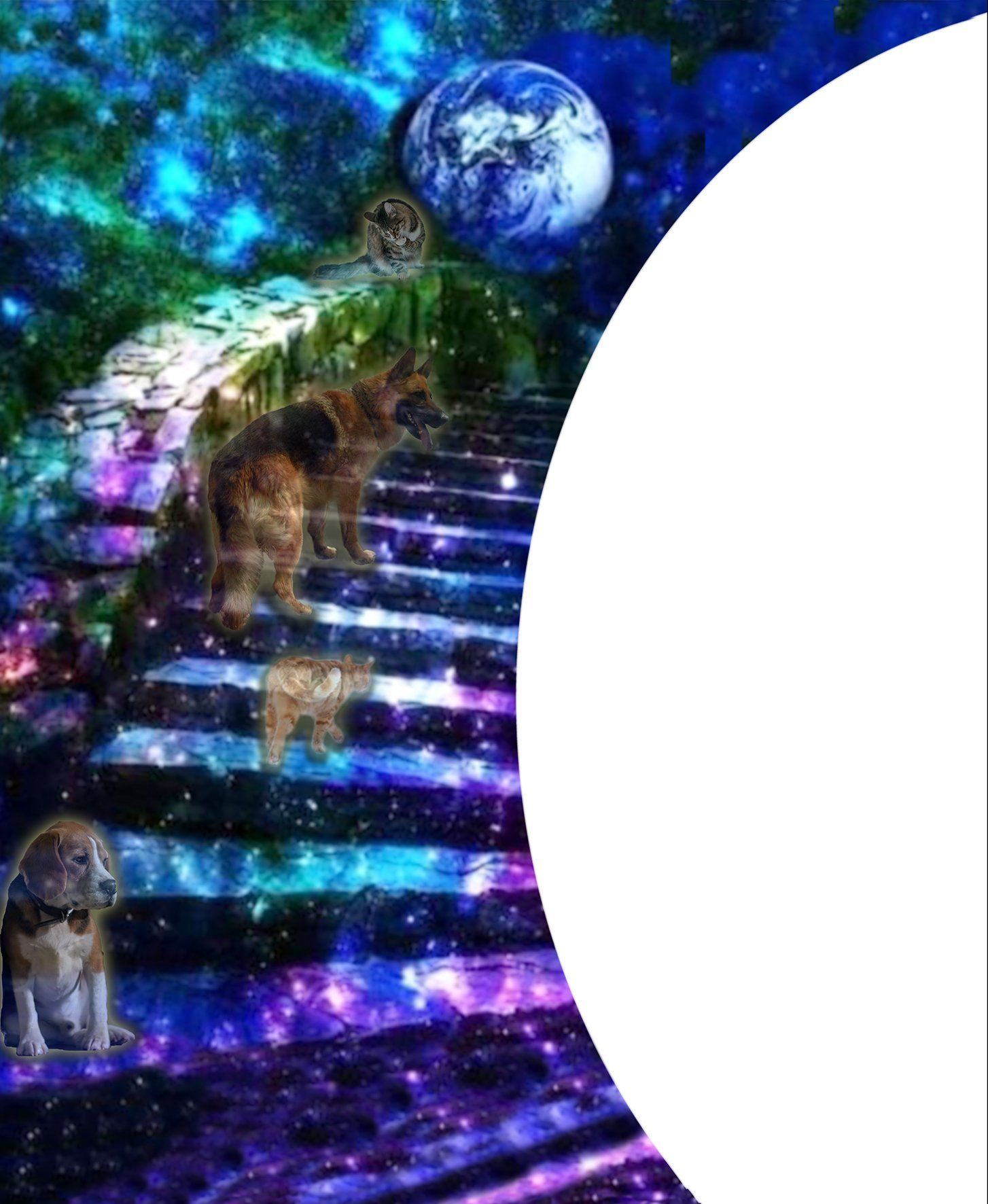 Cremazione animali domestici