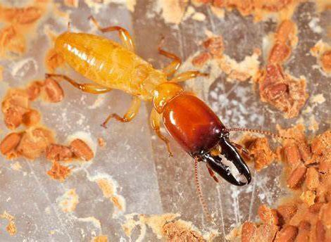 TERMITE INSPECTIONS