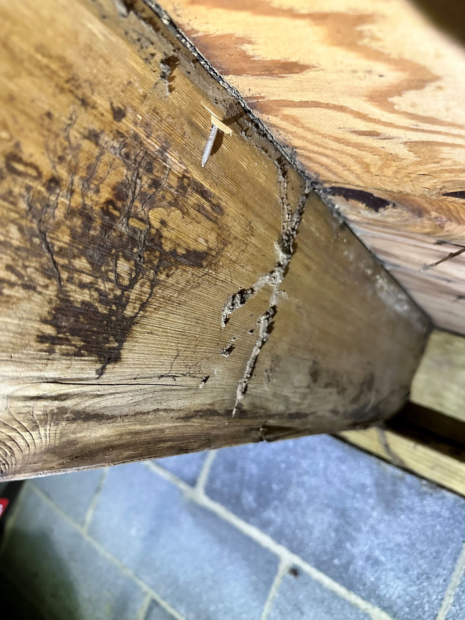 termite inspection