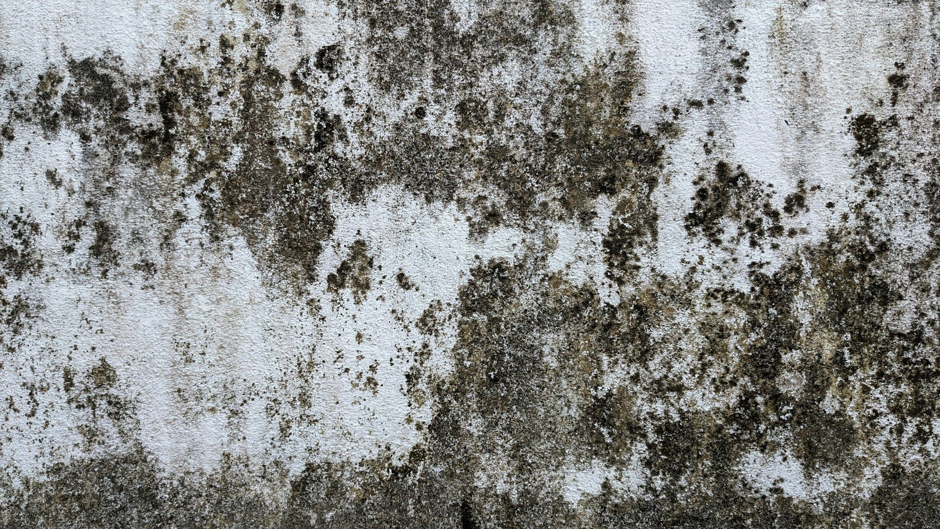 mold on wall