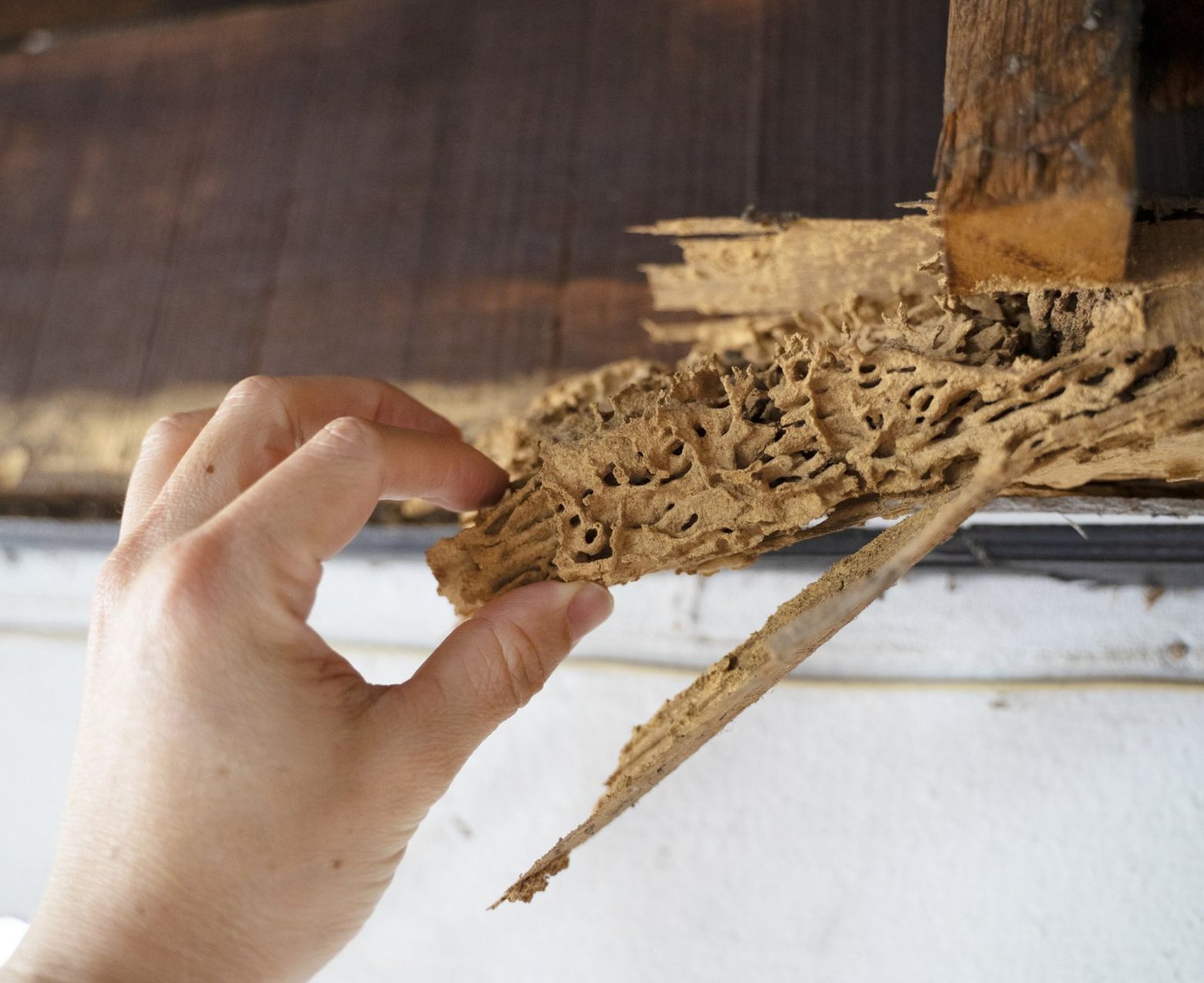 Termite Inspection in Maryland