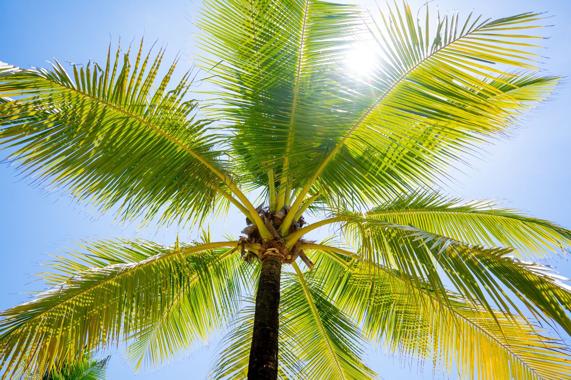 Como escolher a palmeira ideal para o meu projeto