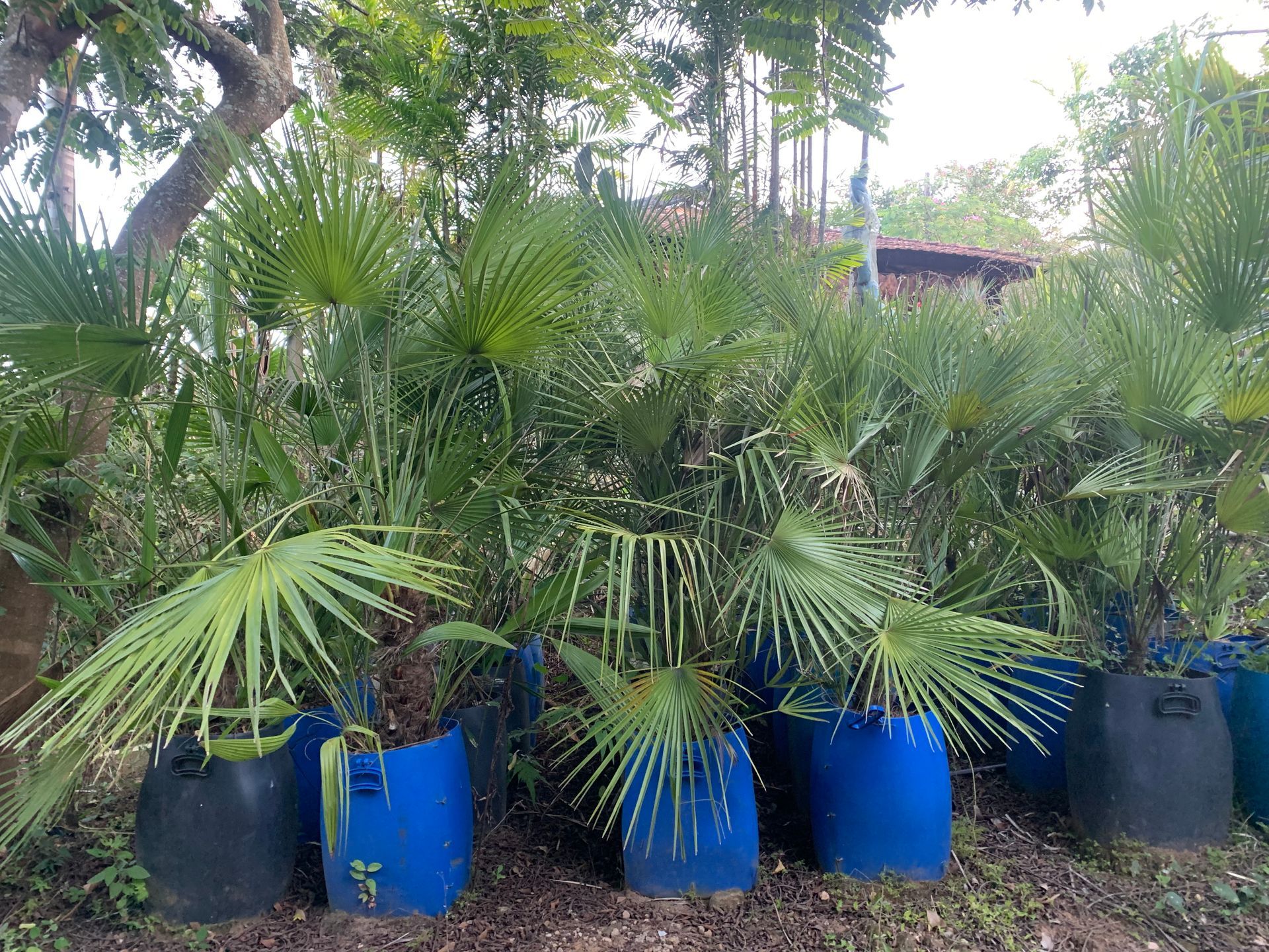 Comprar palmeira palmito espanhol online