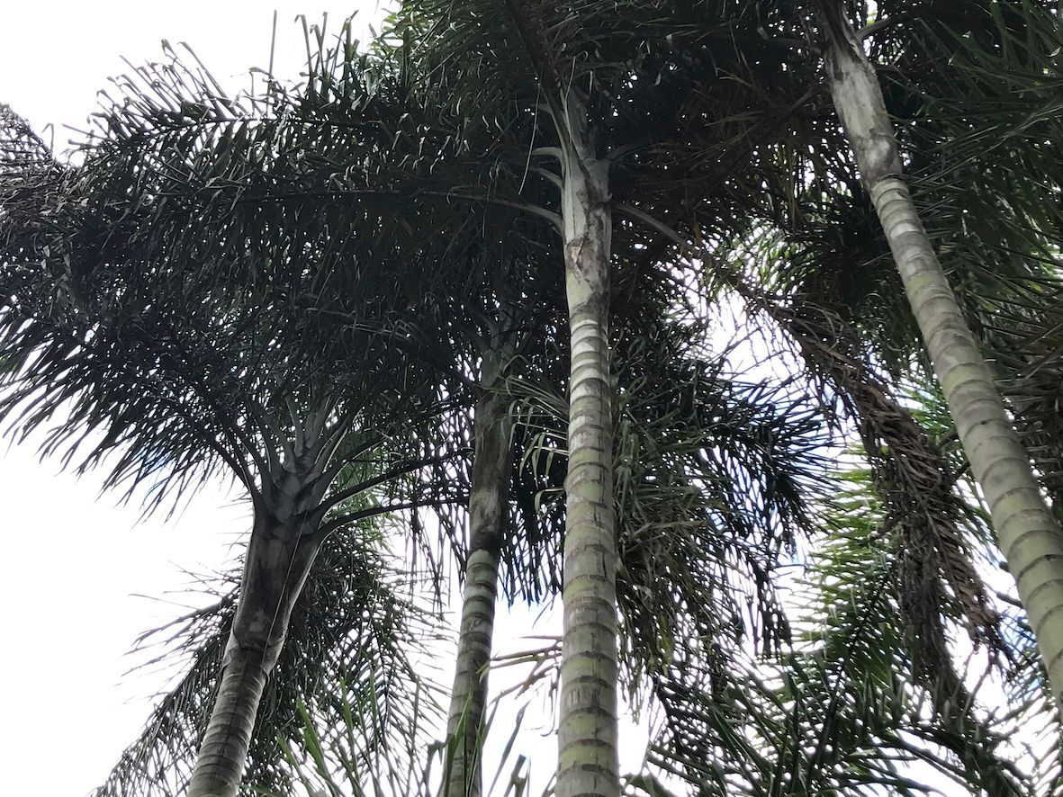 Comprar palmeira areca de locuba online