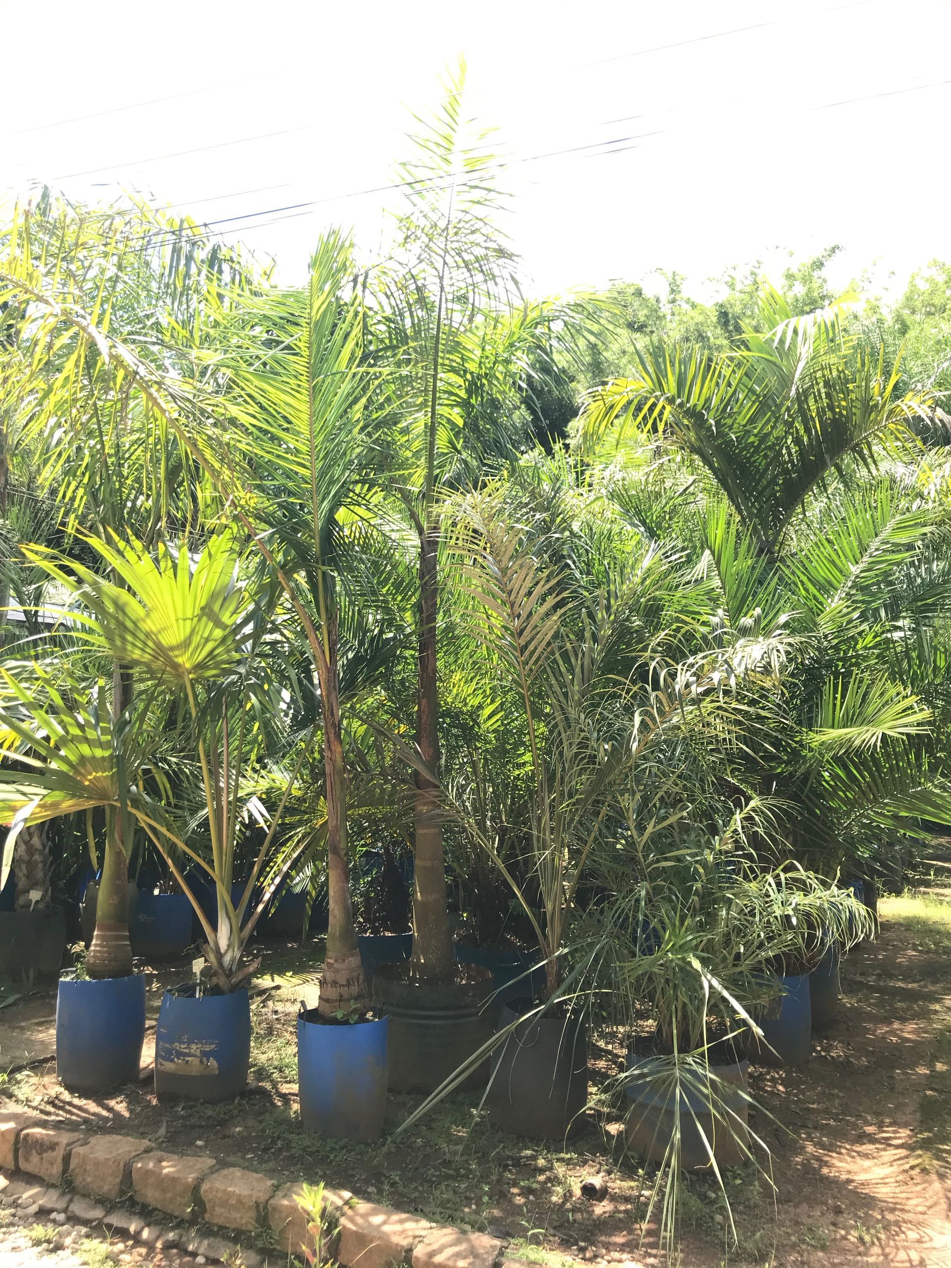 Comprar palmeira real online