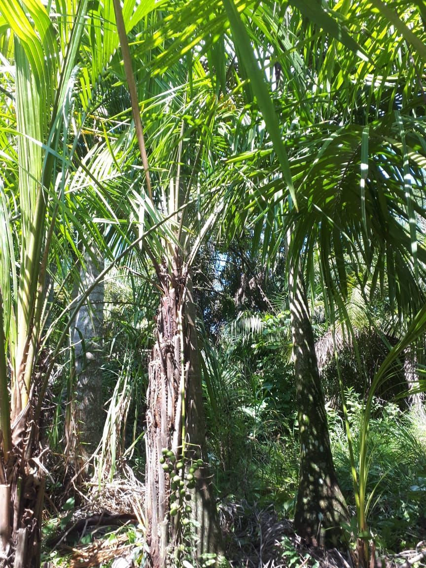 Comprar palmeira licurioba online